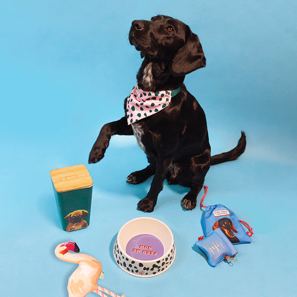 Present Inspiration for Furry Friends
