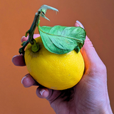 ZEST Loo Drops: Toilet Deodoriser